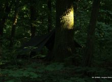 Zanocuj w lesie - stowarzyszenie Polska Szkoła Surwiwalu, bushcraft i biwakowanie w lasach